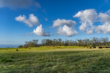 cows in the pasture. Hawaii Route 377. Haleakalā Highway Cultural Landscape. Upcountry Maui. 