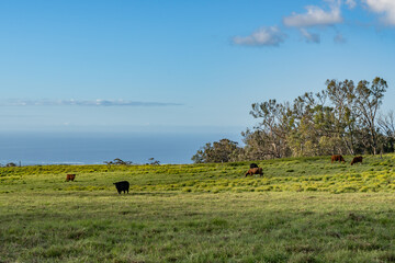 cows in the pasture. Hawaii Route 377. Haleakalā Highway Cultural Landscape. Upcountry Maui. 