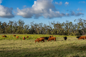 cows in the pasture. Hawaii Route 377. Haleakalā Highway Cultural Landscape. Upcountry Maui. 