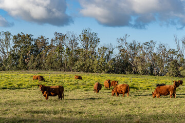 cows in the pasture. Hawaii Route 377. Haleakalā Highway Cultural Landscape. Upcountry Maui. 