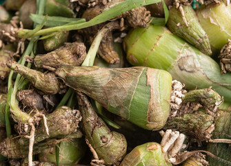 Eulophia ochreata medicinal plant used in tradition medicine