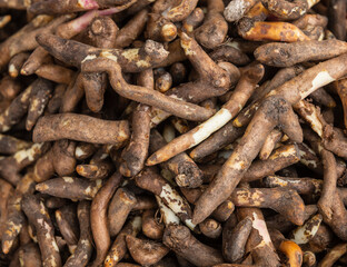 Climbing lily or Gloriosa superba roots background