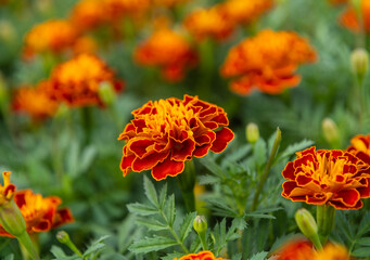 Tagetes flower growing in the field