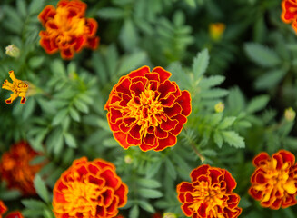 Top view of Tagetes flower in the garden