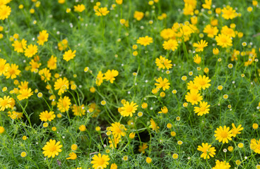 Yellow daisies flowers in the field