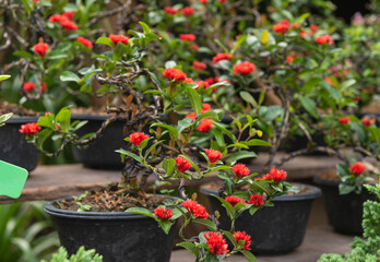 Bonsai Red Ixora flower pot on market