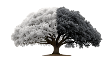 Striking dual-toned ancient oak tree symbolizing duality, balance, and contrasting seasons with a dramatic split crown