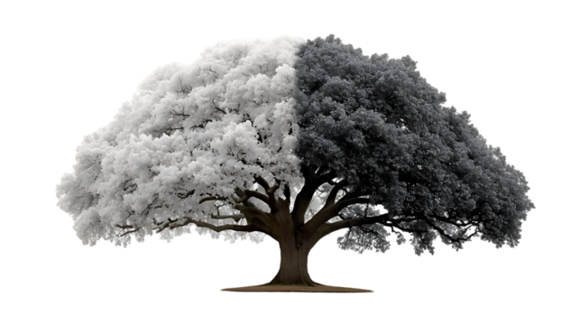 Striking dual-toned ancient oak tree symbolizing duality, balance, and contrasting seasons with a dramatic split crown