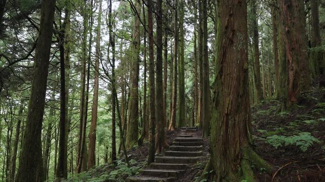 Misty forest path with wooden steps