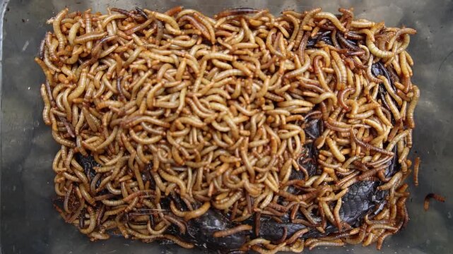 mealworms eating snake babycobra decomposition nature wildlife macro closeup insect behavior foodchain biology documentary animal decay naturalprocess scavenger insects reptile skeleton skin bones
