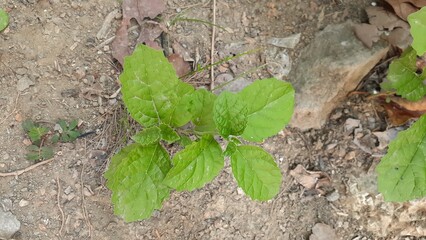 Keji Beling (Strobilanthes crispus) plant in the garden. Also known as Kecibeling. Used as a herbal medicine for diabetes.