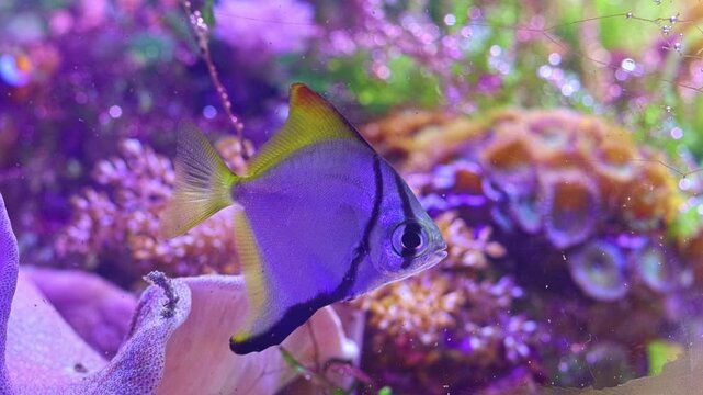 Monodactylus argenteus juvenile, fluorescent moonyfish expensive pet fish in laminar flow, LED blue light, professional aquarist care, breeding reef marine aquarium shallow dof bokeh, relaxing mood
