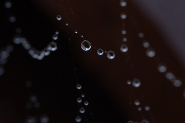 Close Up of Dew Drops Hanging on Spider Web Threads