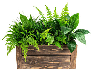 Ferns and leaves burst from wooden planter box
