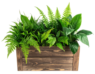 Ferns and leaves burst from wooden planter box