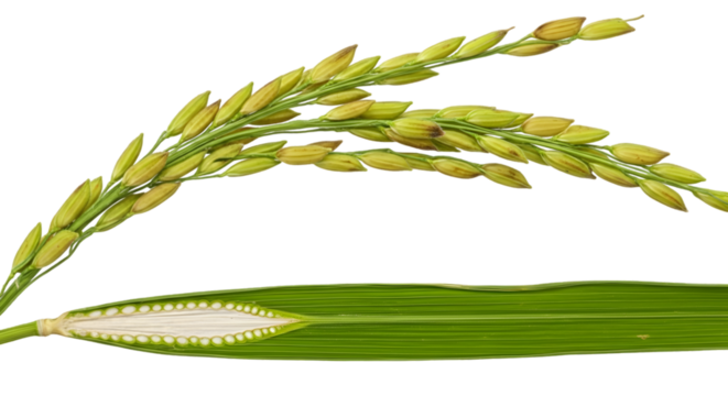 wheat ears isolated on white