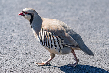 The chukar partridge (Alectoris chukar), or simply chukar, is a Palearctic upland gamebird in the pheasant family Phasianidae.  Haleakalā Visitor Center, Maui, Hawaii