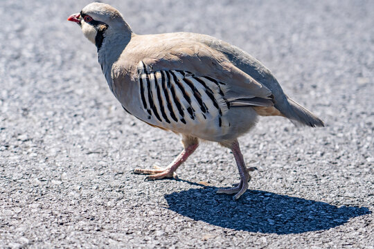 The chukar partridge (Alectoris chukar), or simply chukar, is a Palearctic upland gamebird in the pheasant family Phasianidae.  Haleakalā Visitor Center, Maui, Hawaii