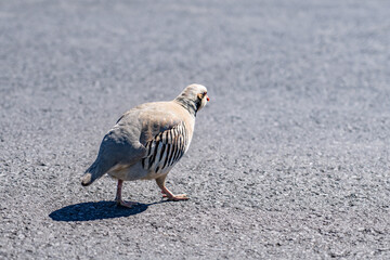 The chukar partridge (Alectoris chukar), or simply chukar, is a Palearctic upland gamebird in the pheasant family Phasianidae.  Haleakalā Visitor Center, Maui, Hawaii