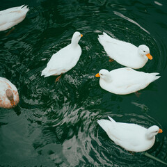 White ducks swimming on a green pond
