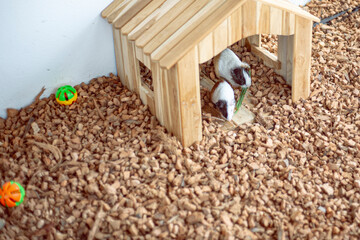 Cute baby guinea pig on a big home playing 