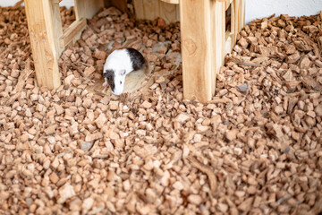 Cute baby guinea pig on a big home playing 