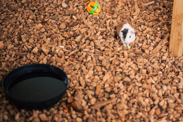 Cute baby guinea pig on a big home playing 
