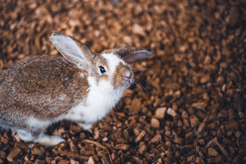 Cute rabbit portrait looking at camera on a brown background