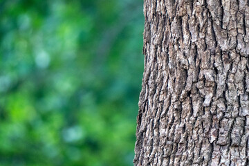 Obraz premium smooth green background and tree skin