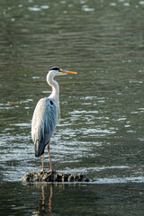 great blue heron in aisa china chengdu