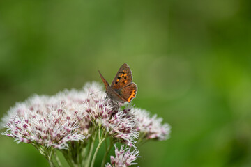 花に止まる小さな蝶をマクロレンズで撮影