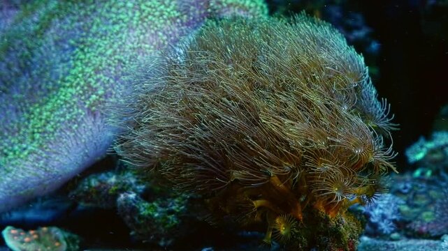 Parazoanthus gracilis soft coral colony, yellow crust sea anemone in laminar flow, Sarcophyton glaucum on live rock stone, reef marine aquarium, popular beginner pet, LED blue light, mental relax