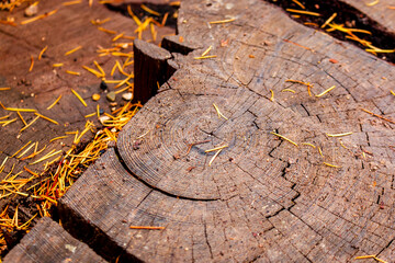 A large cross-section of a tree reveals its growth rings