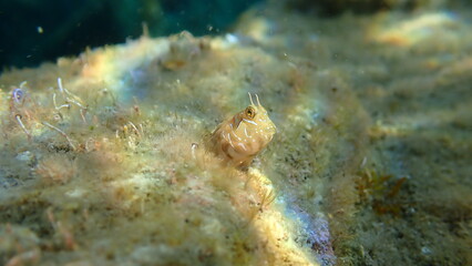 Sphynx blenny (Aidablennius sphynx) undersea, Ligurian Sea, Italy, Imperia