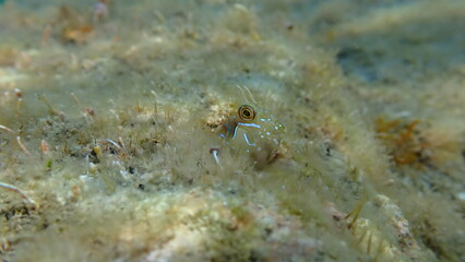 Sphynx blenny (Aidablennius sphynx) undersea, Ligurian Sea, Italy, Imperia