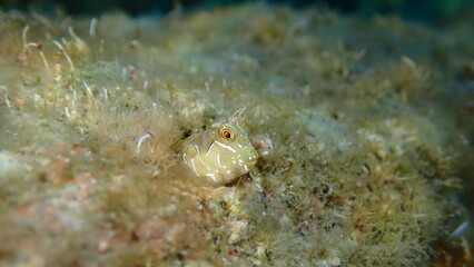 Sphynx blenny (Aidablennius sphynx) undersea, Ligurian Sea, Italy, Imperia