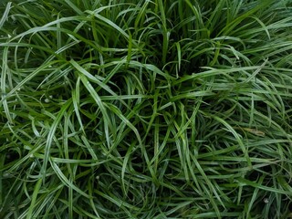 green grass kyllinga