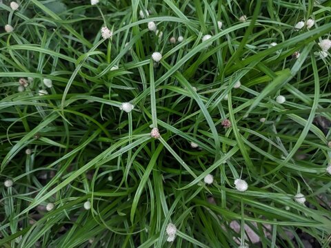 green grass kyllinga