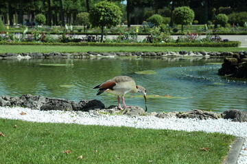 Egyptian goose drinking water near pond stones