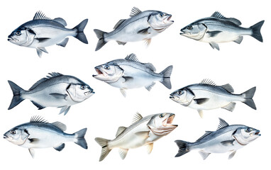 Set of Silver sea bass fish isolated on white transparent background, showcasing its shiny scales and natural texture