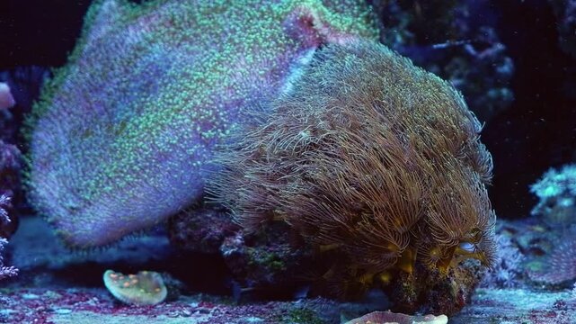 Parazoanthus gracilis colony on live rock stone, yellow crust sea anemone in laminar flow, Sarcophyton glaucum soft coral, reef marine aquarium, popular beginner pet, LED blue light, blur background
