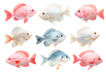 Set of orange and white Tilapia fish with detailed scales and fins isolated on white transparent background