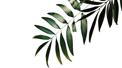 Palm Leaves in Shadow, isolated on transparent background