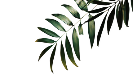 Palm Leaves in Shadow, isolated on transparent background