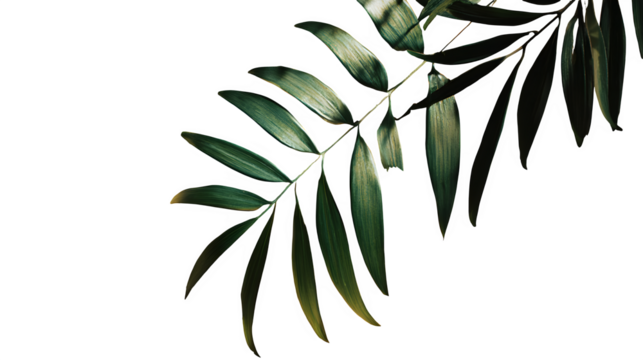 Palm Leaves in Shadow, isolated on transparent background - Powered by Adobe