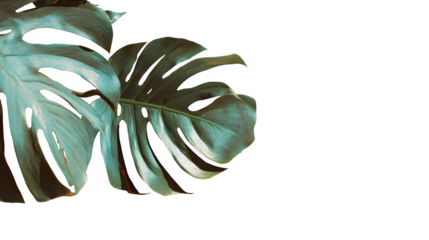 Monstera Leaf Detail, isolated on transparent background