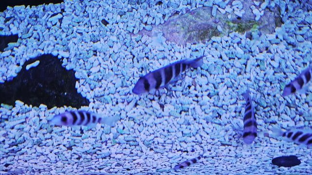 beautiful fish cyphotilapia frontosa. Tropical fish. in aquarium