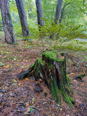 An autumn forest. The damp ground is covered with dried brown leaves. An old tree stump is covered with green moss. Tree trunks and bushes are in the background.