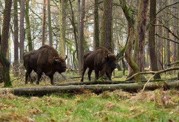 Stado polskich żubrów w  jesiennym lesie Pszczyny Jankowice