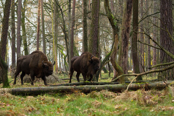 Żubry w rezerwacie Pszczyna Jankowice Polska